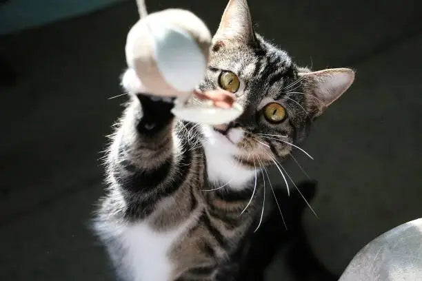 Cat Products