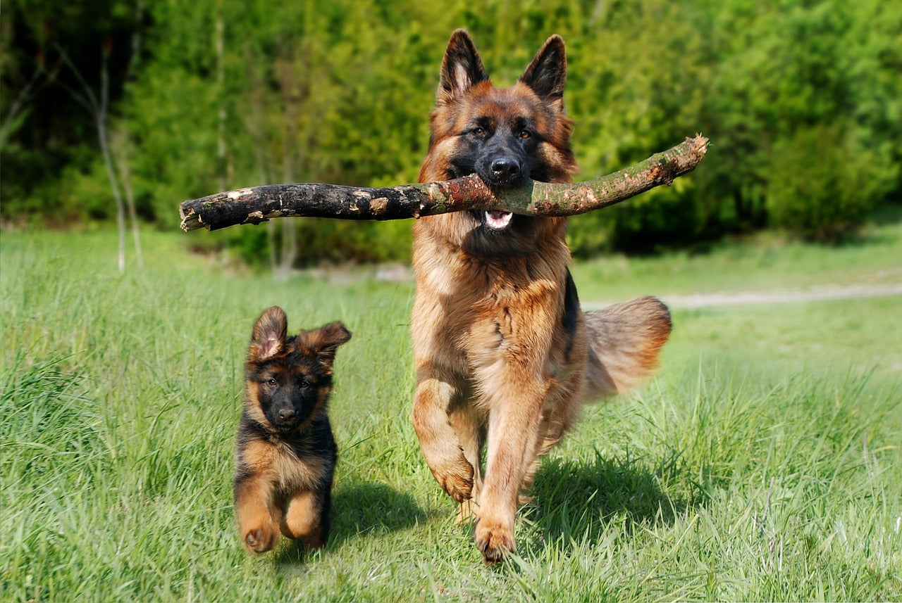 Dog Products